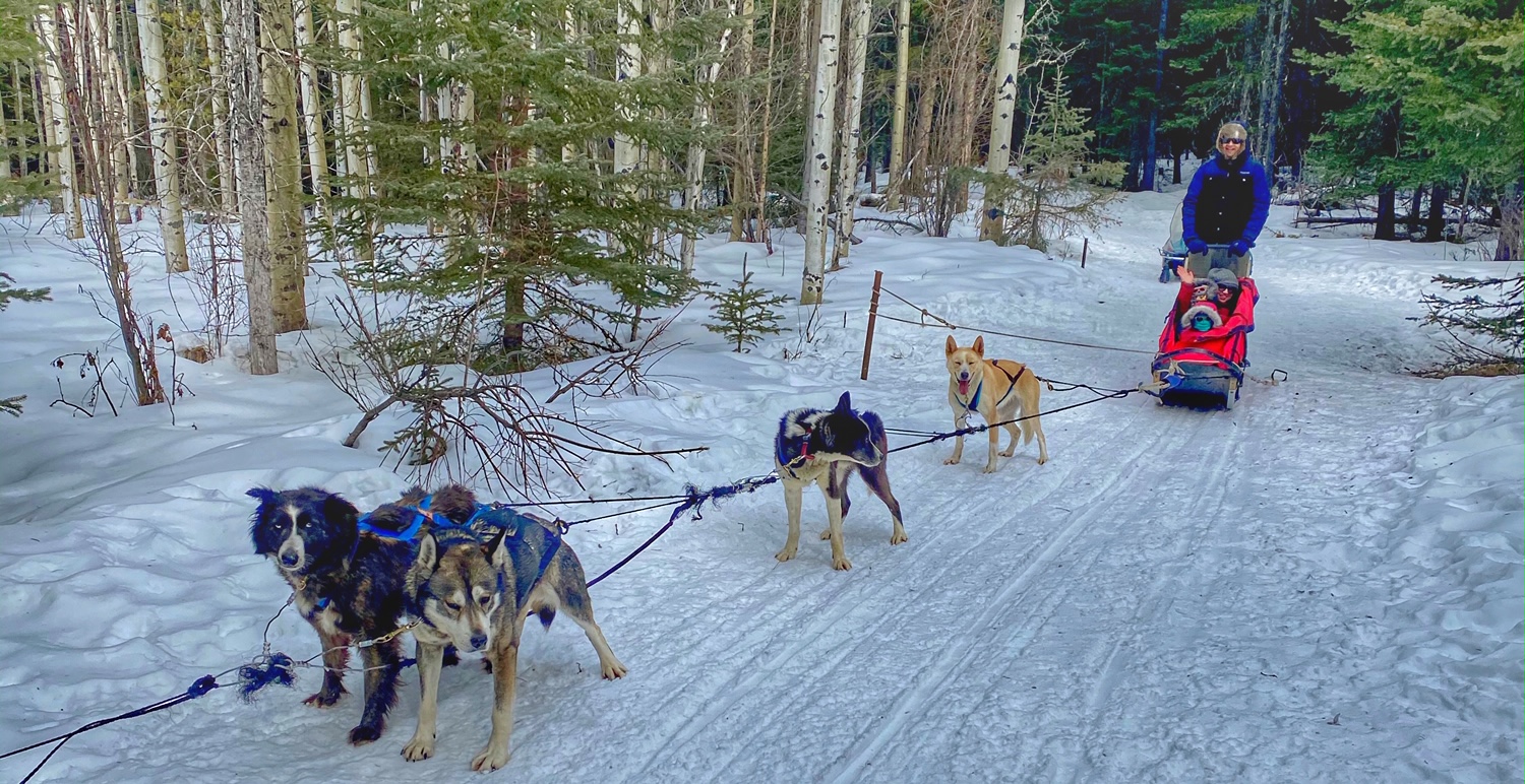 dog sledding in Canmore